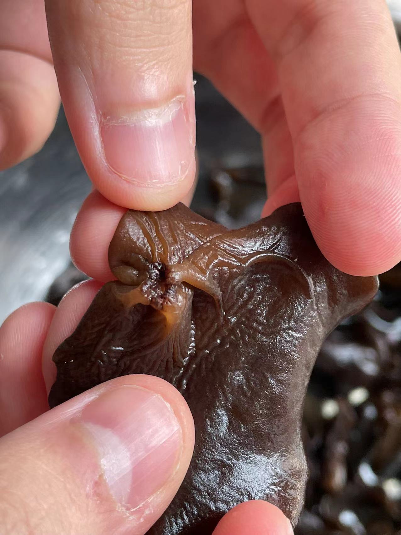 Wood Ear Mushroom Roots